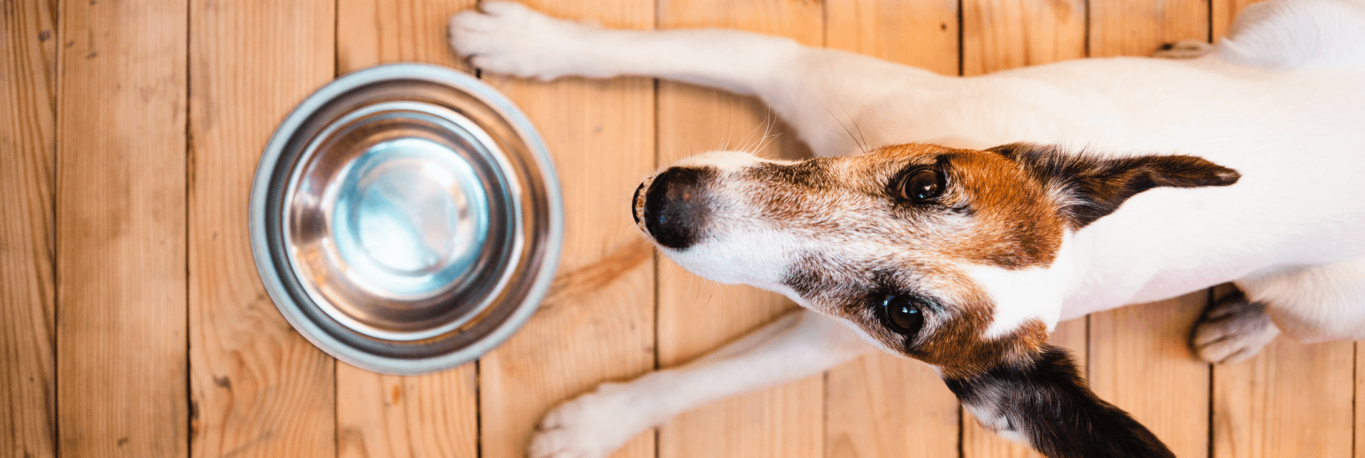 dog waiting for food in empty bowl