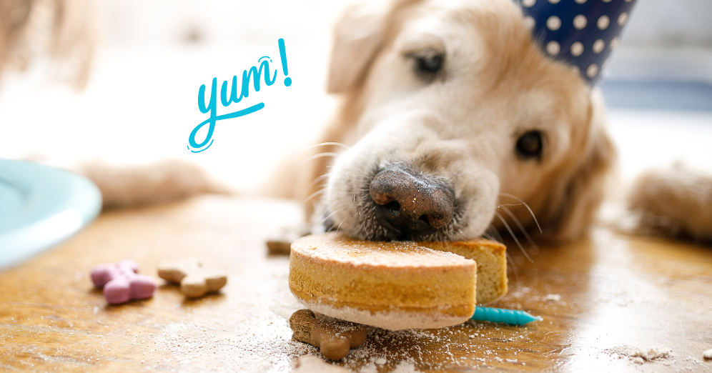 Choosing Safe Ingredients for Dog Birthday Cakes