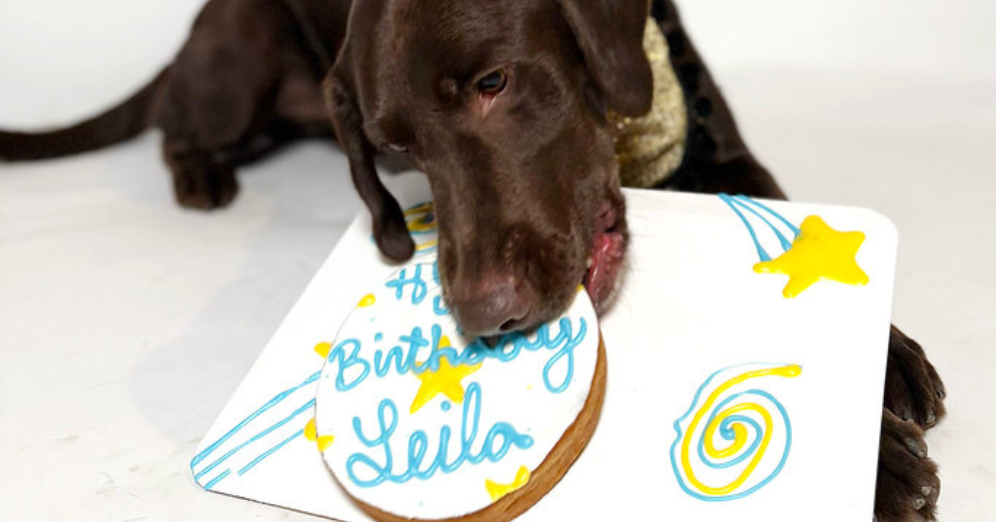 Delicious Cakes Made To Celebrate Your Pup’s Big Day