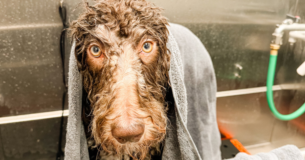 Saving on Dog Wash Services for Large Shedding Breeds