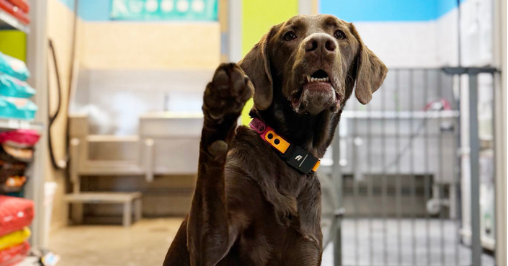 Making Dog Bath Time Easy and Stress-Free