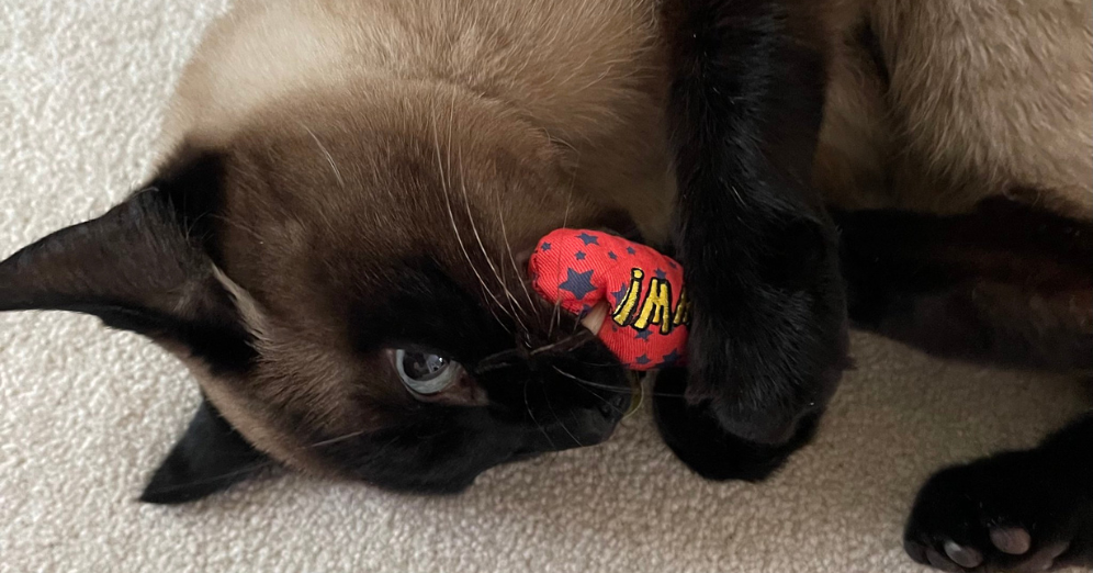 Introducing Catnip-filled Cat Toys