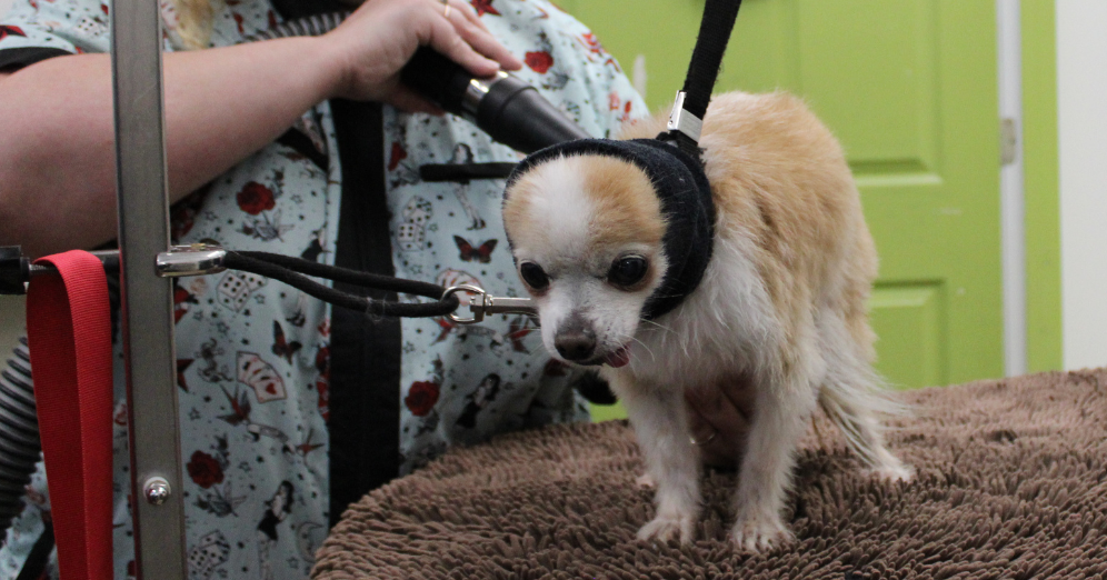 Dog Grooming Tips Your Pup Wants You to Know
