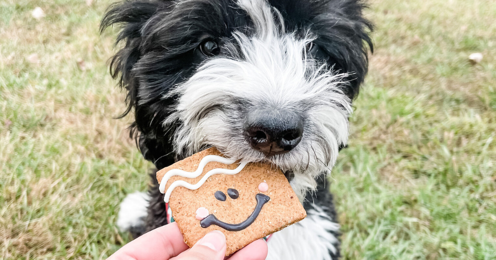 Choosing Treats for Pets with Allergies