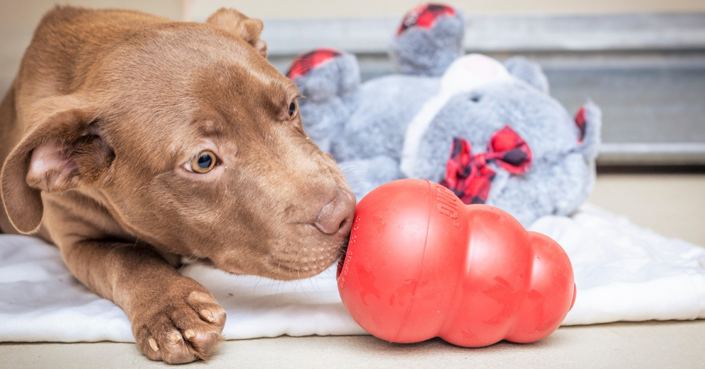 Types of Play and Enrichment Created by Kong Dog Toys