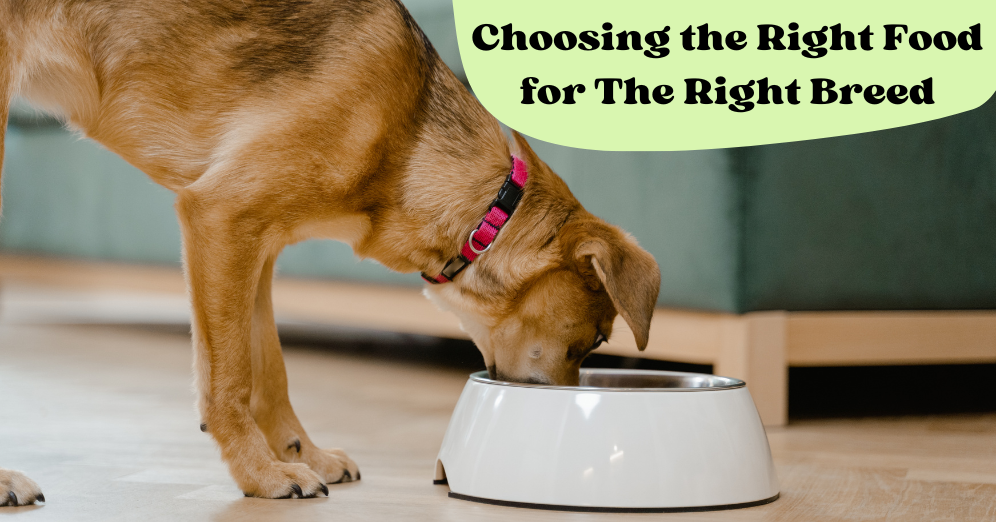 Choosing the Right Food for the Right Breed