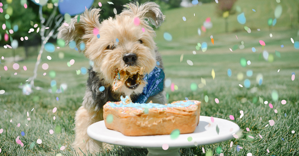 Perks of a Cake for your Pet Party