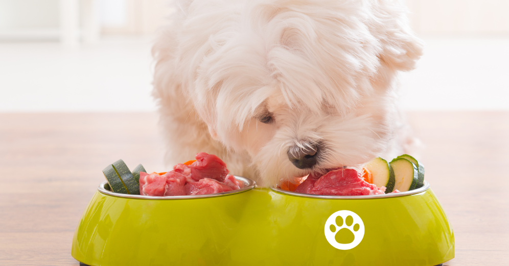 Why Should You Go Organic When It Comes to Dog Food?