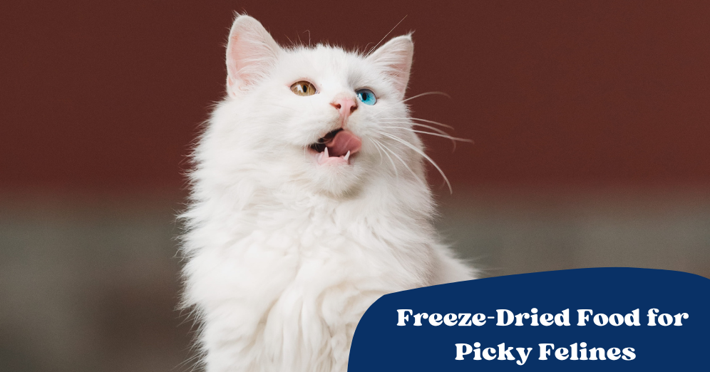Identifying The Best Freeze-Dried Cat Food For Picky Eaters