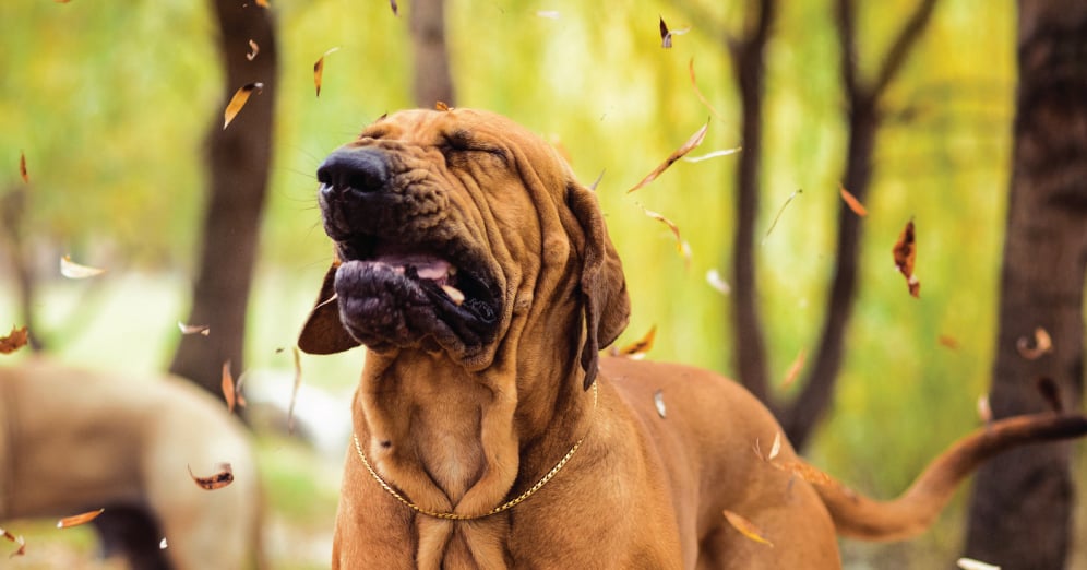 Achoo! Learn How to Keep Your Pet's Seasonal Allergies Away