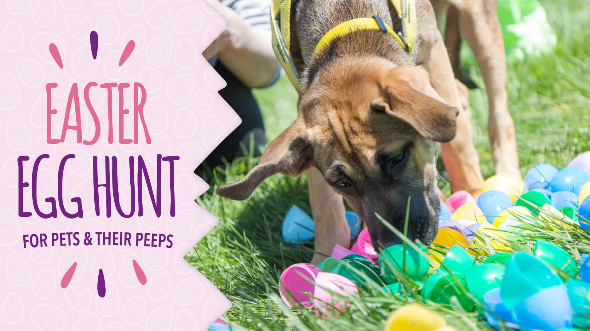 What is a Dog Easter Egg Hunt?