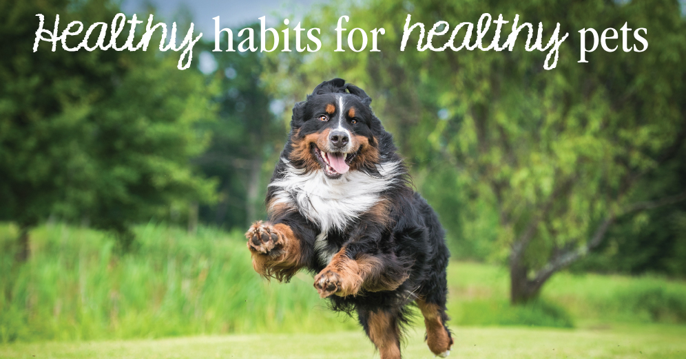 Healthy Habits for Healthy Pets