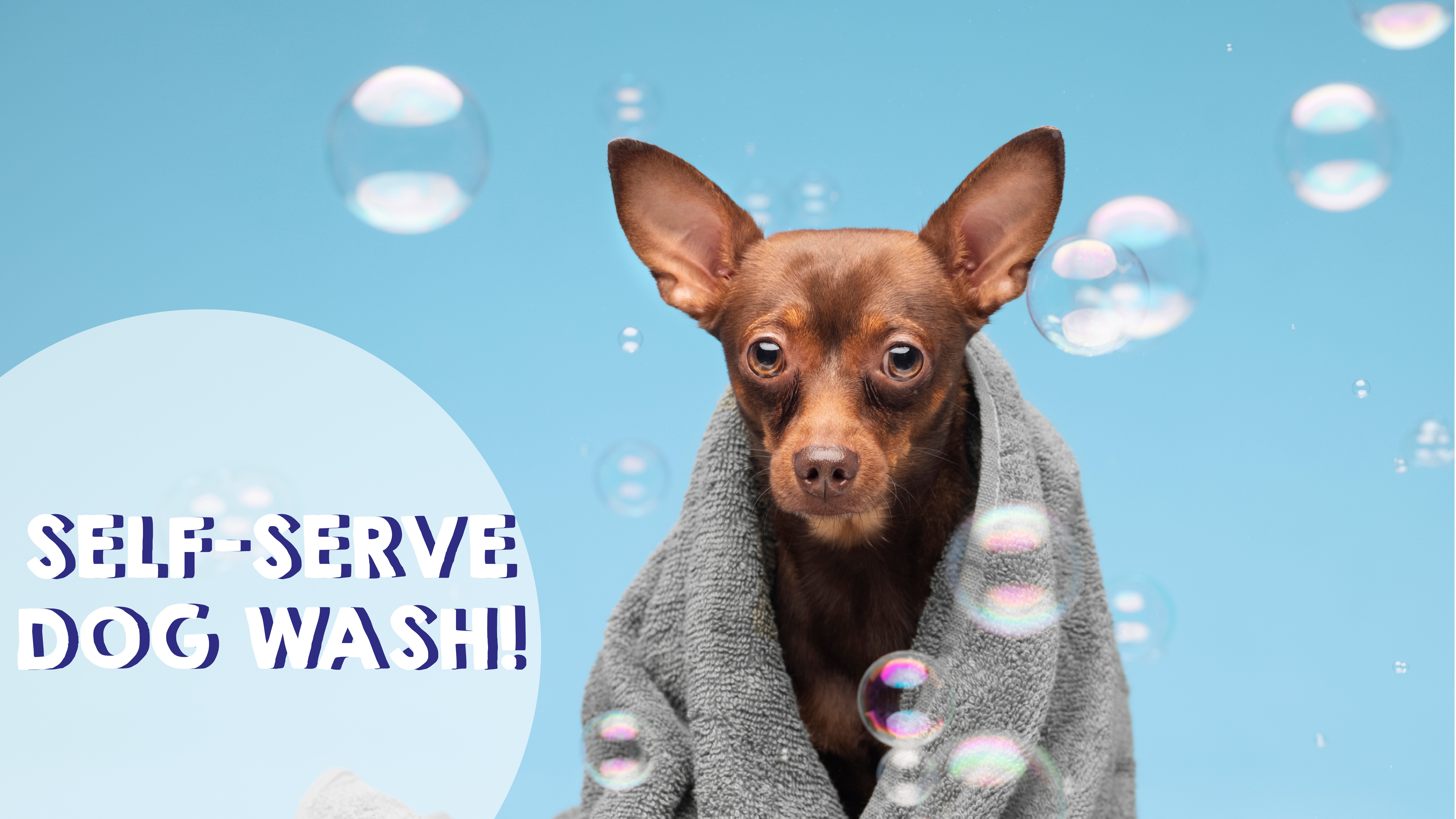 How to Use Our Self-Serve Dog Wash