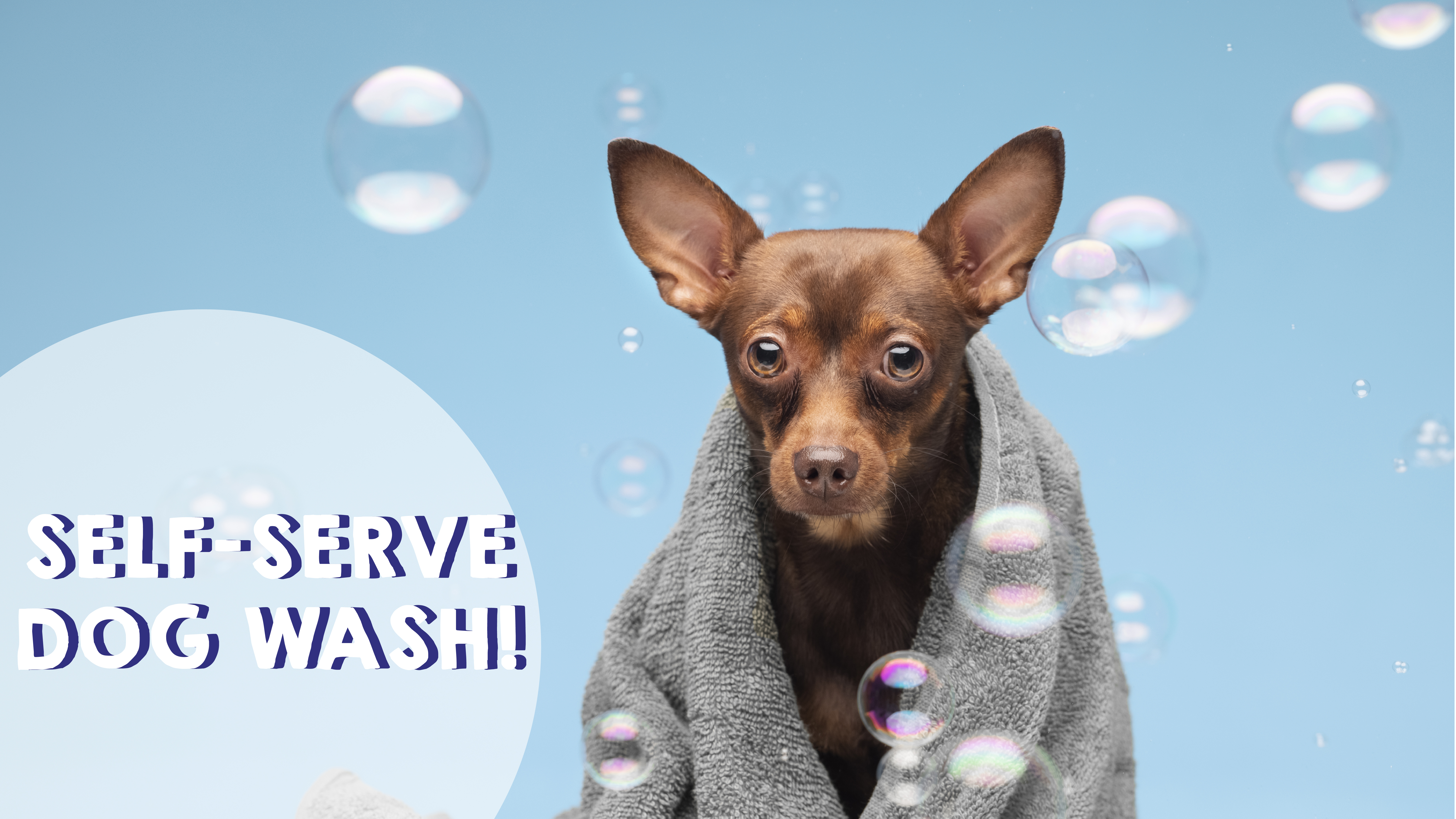 How to Use Our Self-Serve Dog Wash