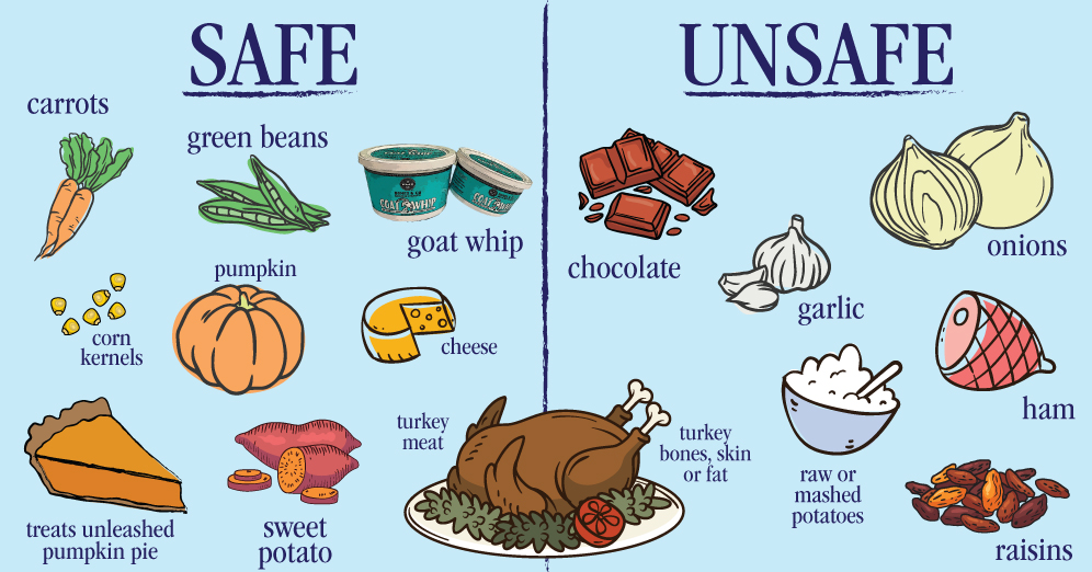 Treats Unleashed's Guide to a Pet-Friendly Thanksgiving!