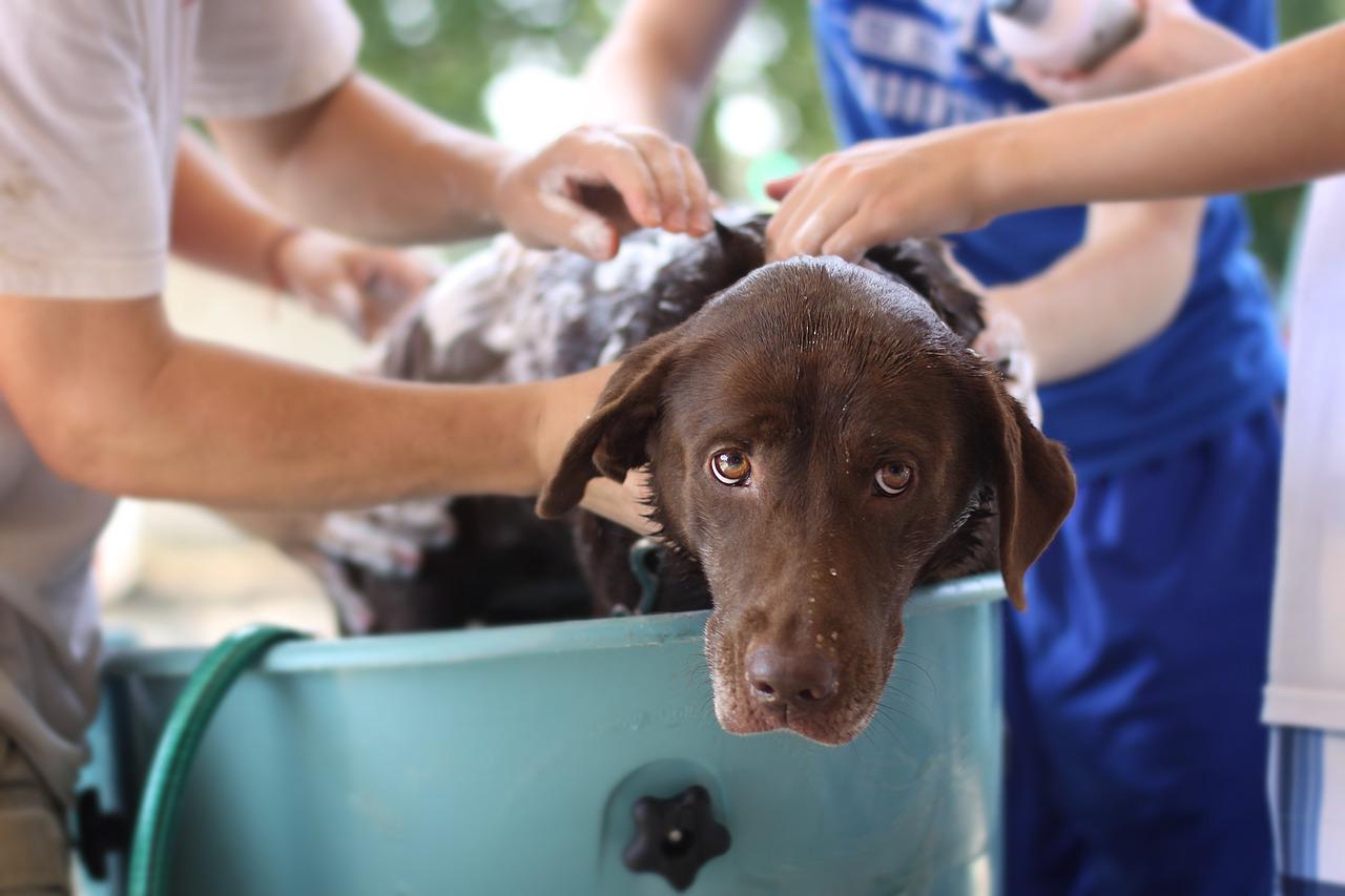 can i wash my puppy