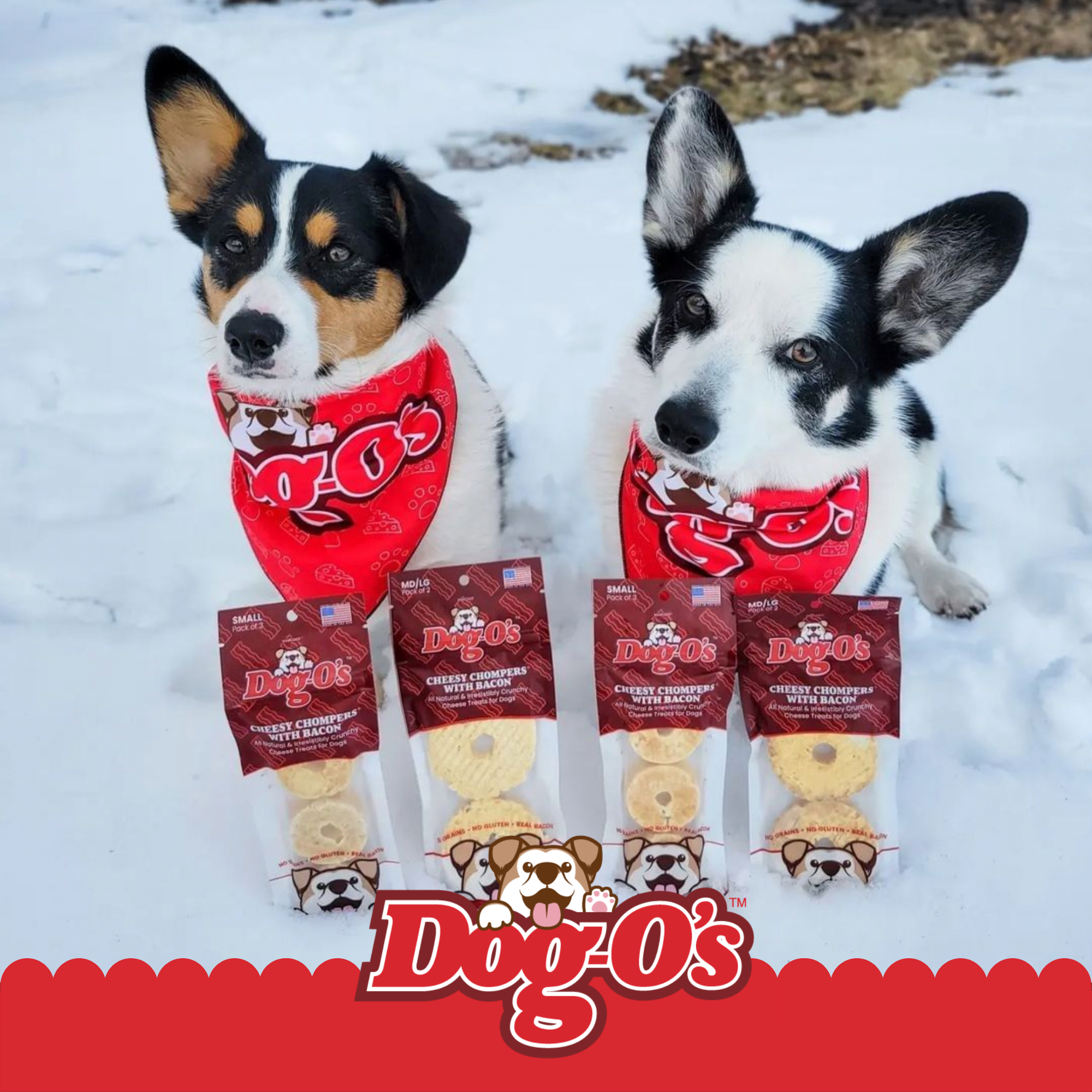 Small Business Spotlight: Dog-O's Brings High Quality Cheese and Iced Treats to the Table!