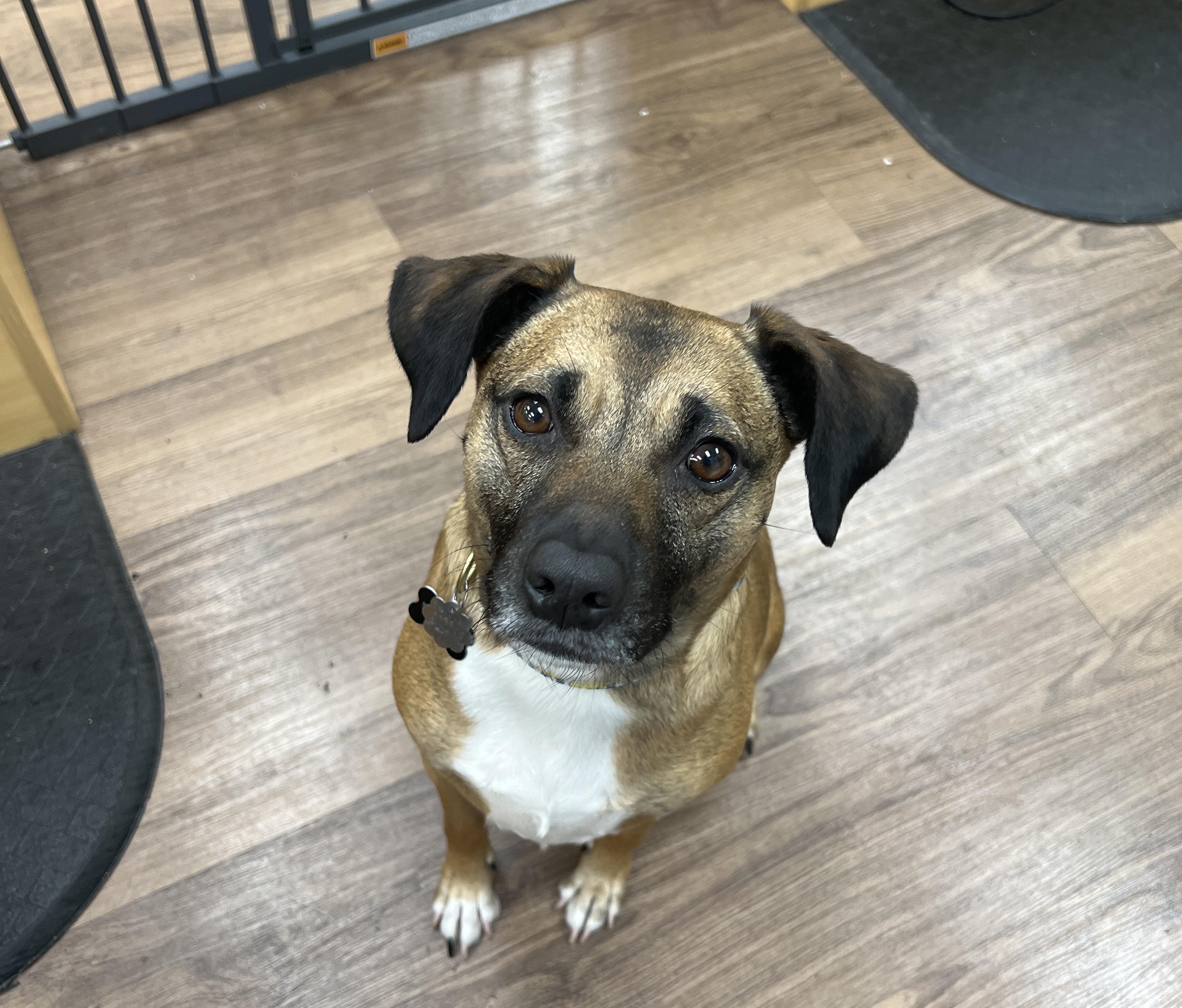 Shop Dog Feature - Priscilla at Ladue!