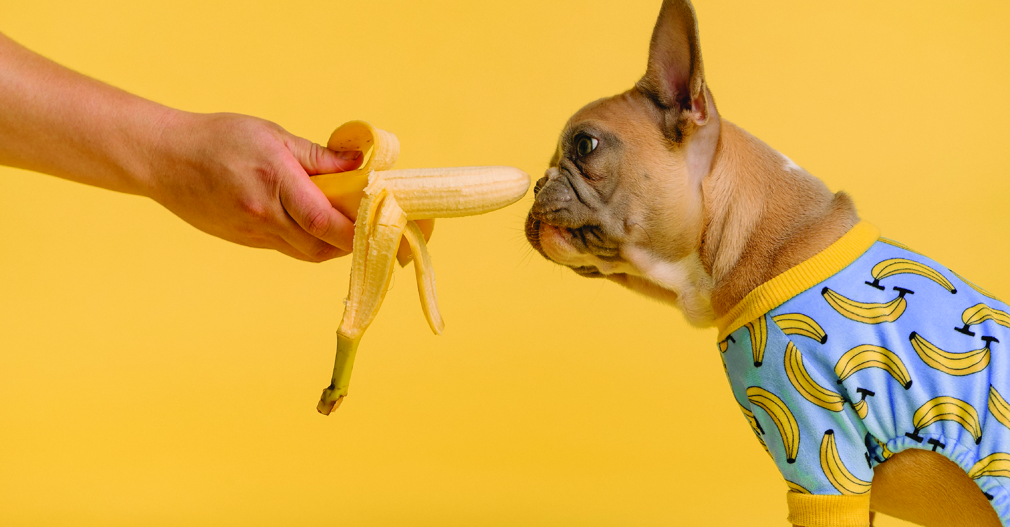 Are dog treats edible for outlet humans