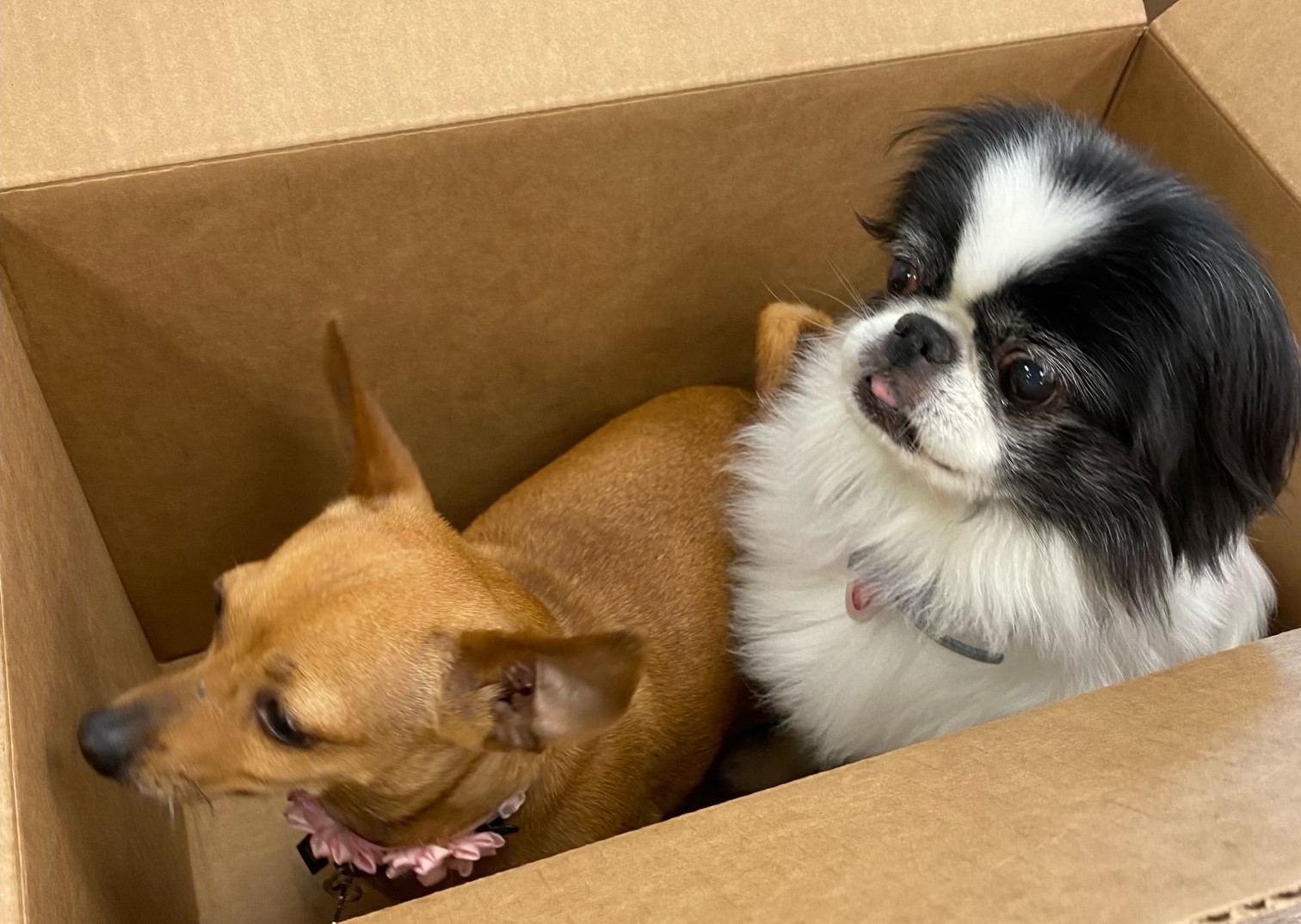 Shop Dog Feature - Susan and Millie at Ladue