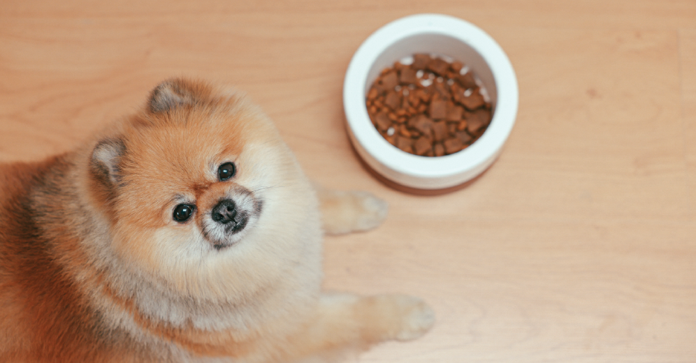 Which Food is Best for Your Dog?