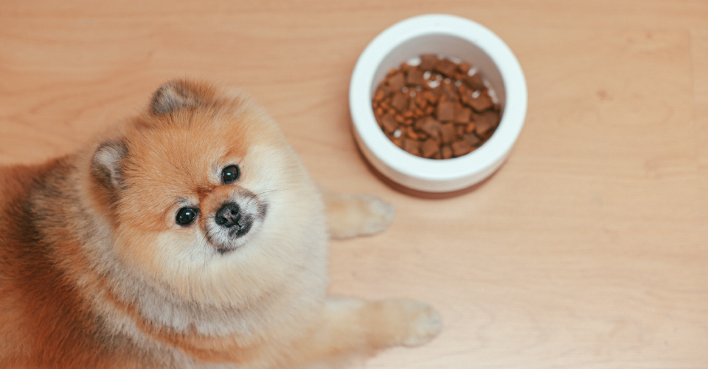 Which Food is Best for Your Dog