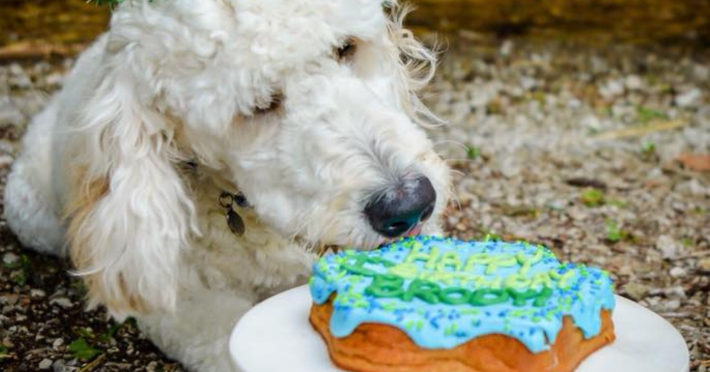 Picking the Perfect Birthday Cake for Your Dog