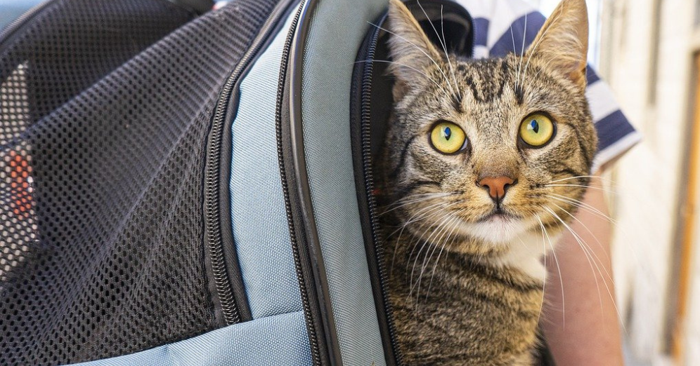 Training Your Cat for Its First Backpack