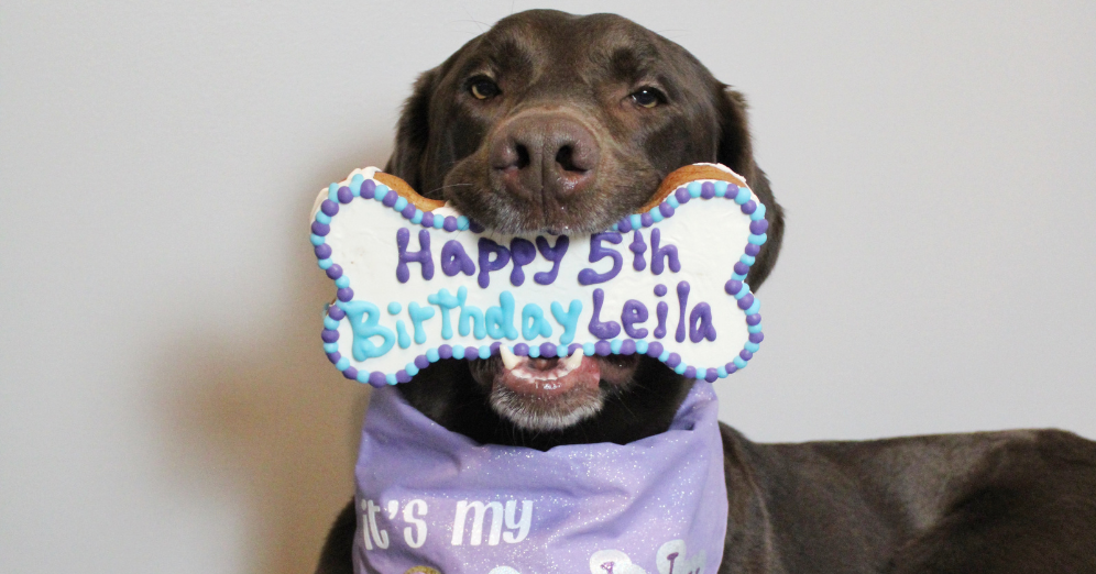 Inside the Art of Baking Celebration Cakes for Pets