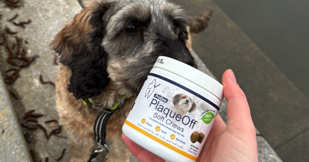 Explore Plaque Off Benefits for Cleaner Pet Teeth