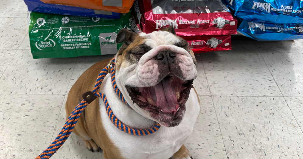 The Fun Side of Choosing Pet Food Your Pet Will Adore