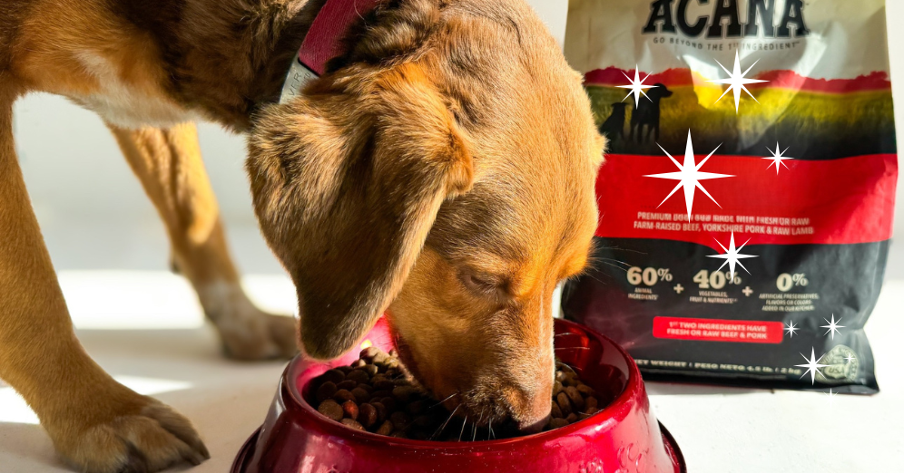Turning Ordinary Meals into Magic with Pet Food