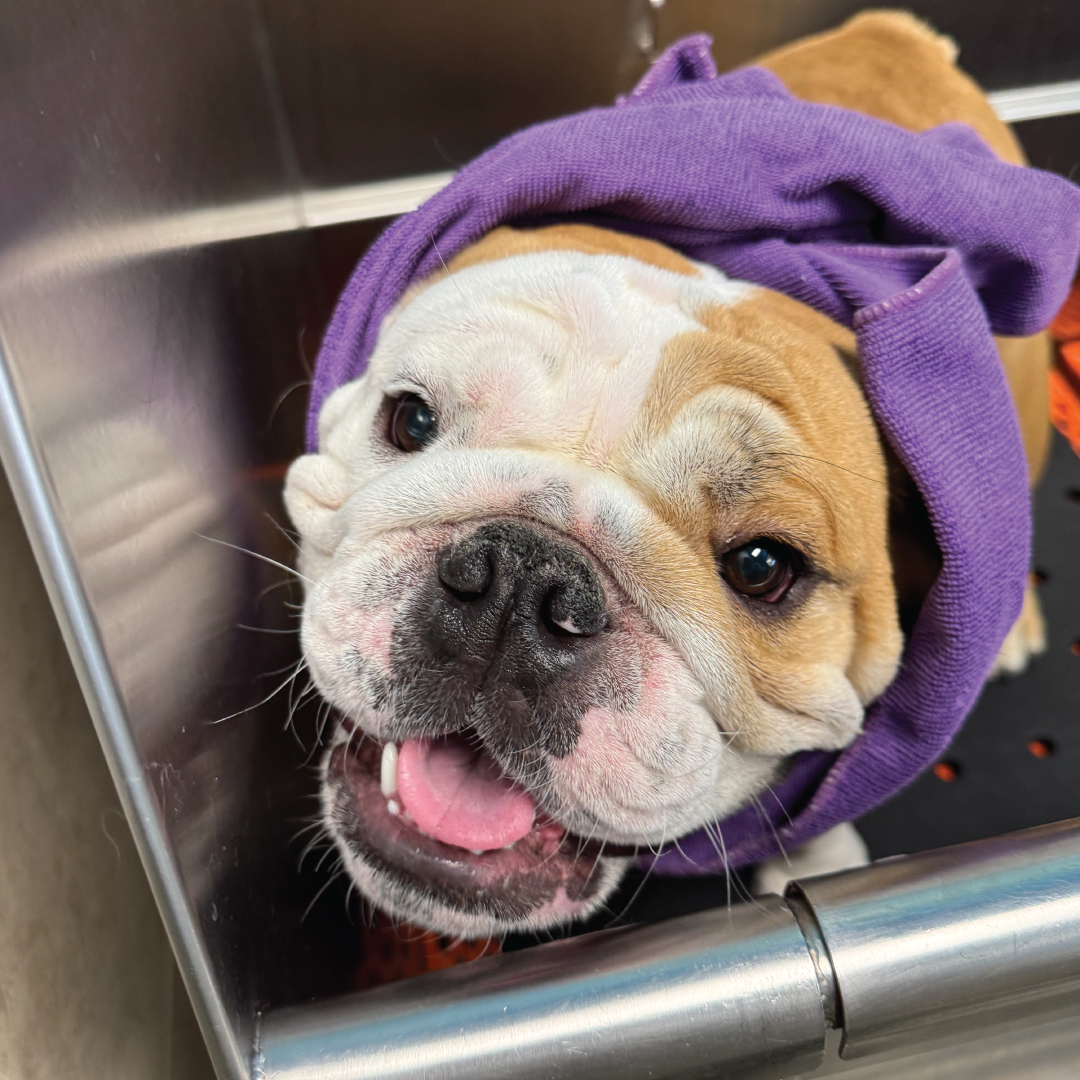 Treats Unleashed
