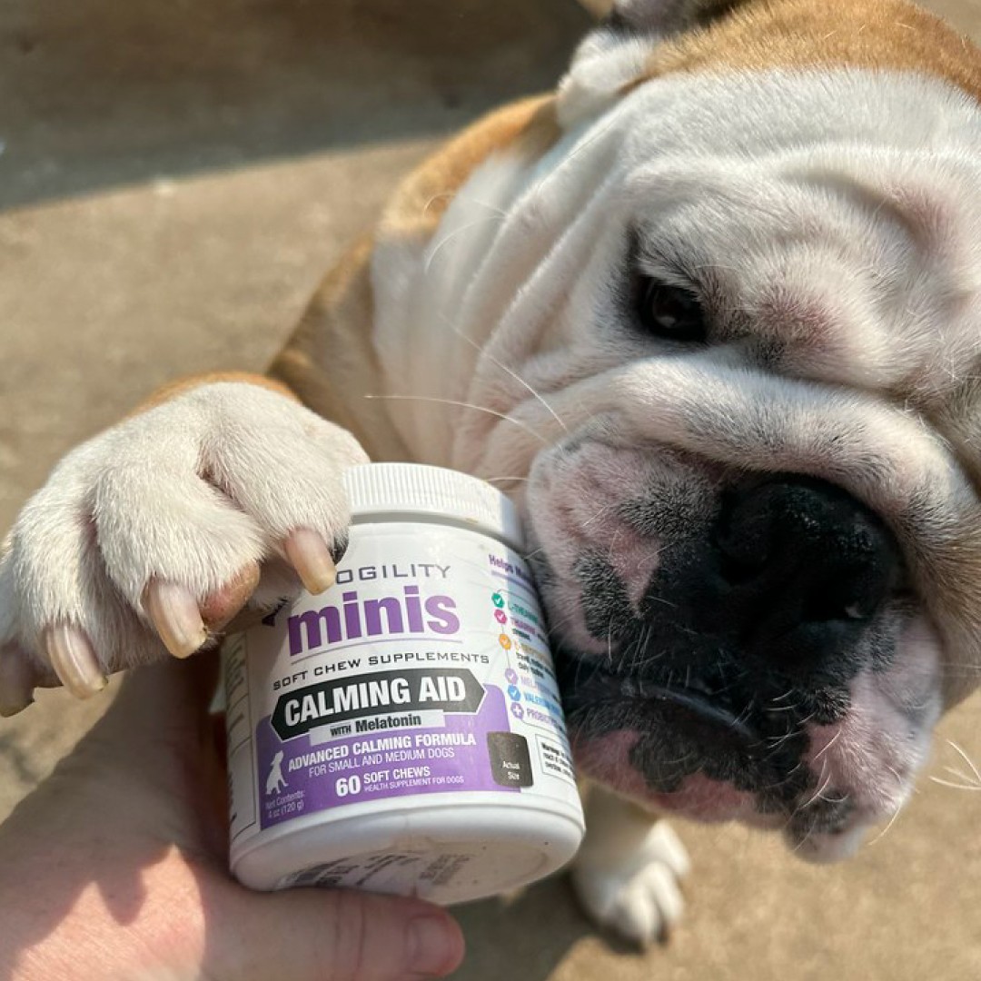 Trusted Supplements to Keep Dogs Healthy and Happy