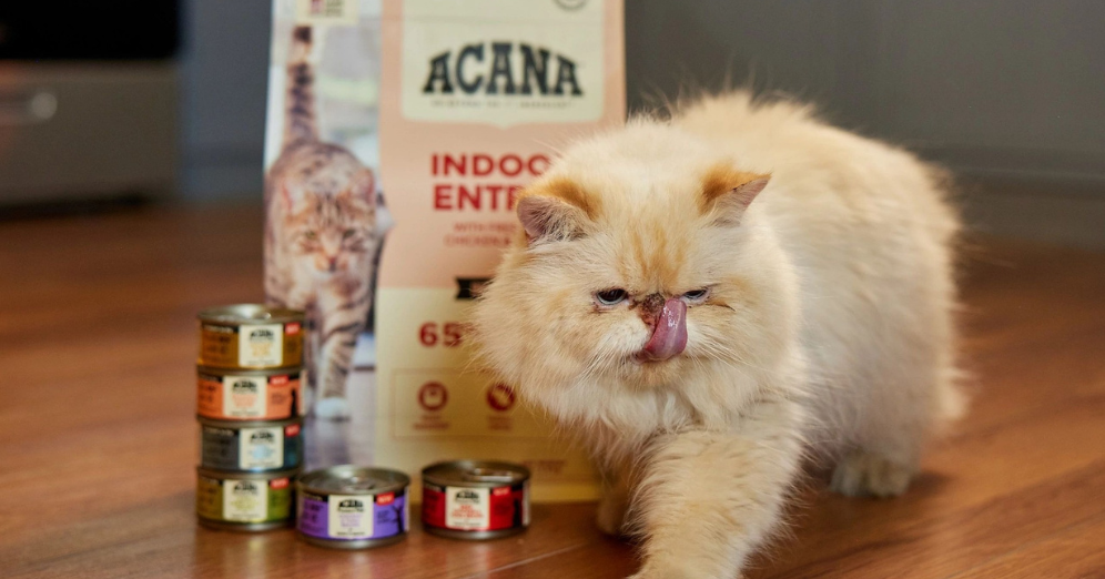 Smart Mealtime Choices for Even the Pickiest Cats