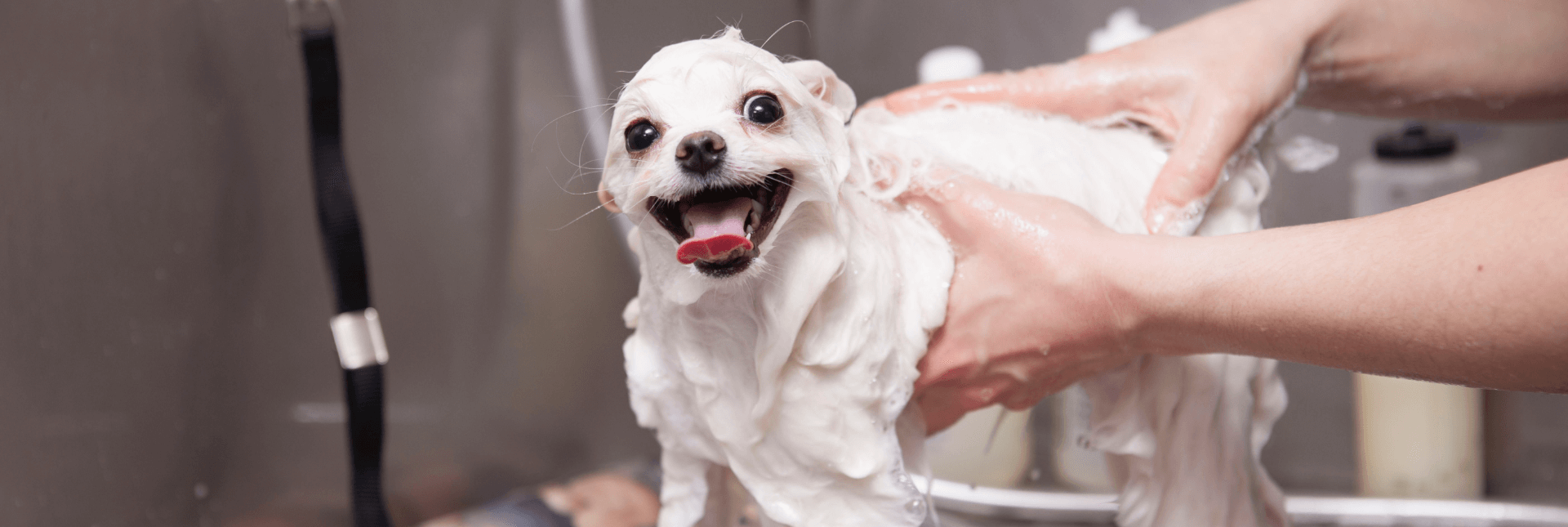 adorable little dog being washed