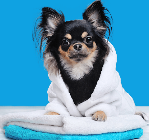 chihuahua with a blue towel