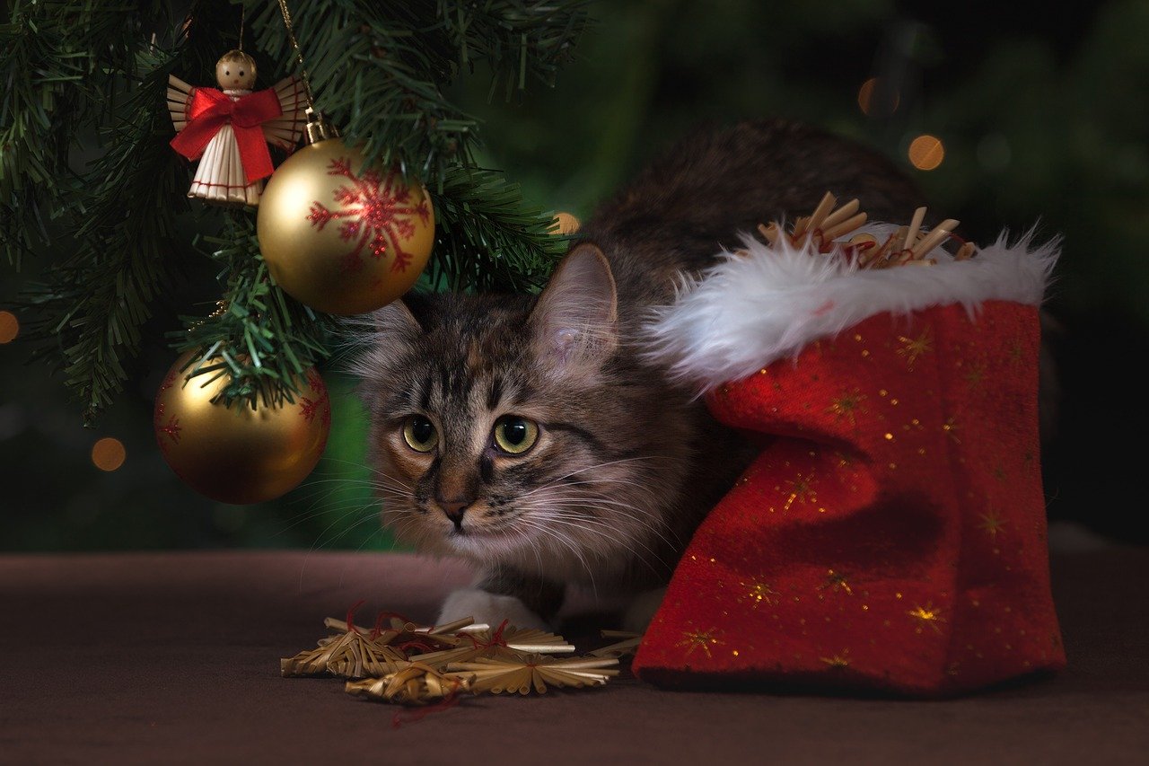 Purr-fect Presents for Cats this Season