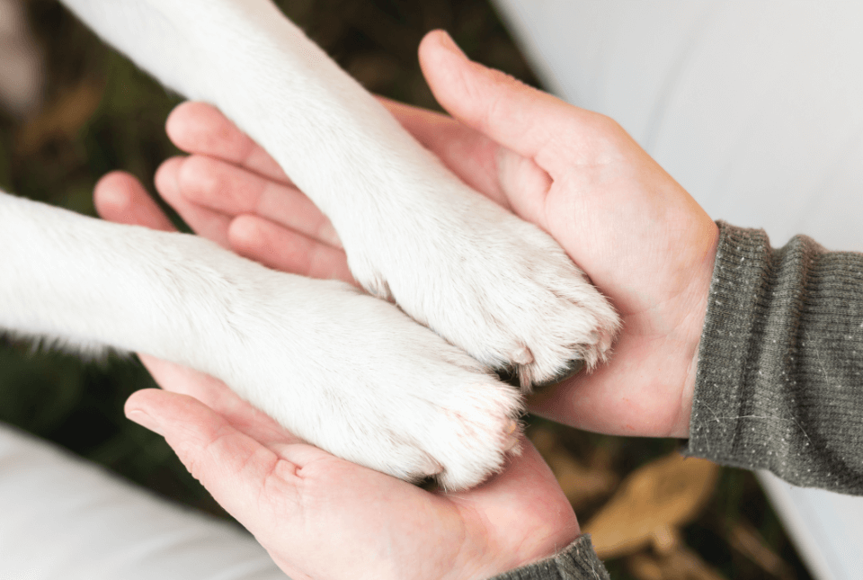 owner holding dog paws