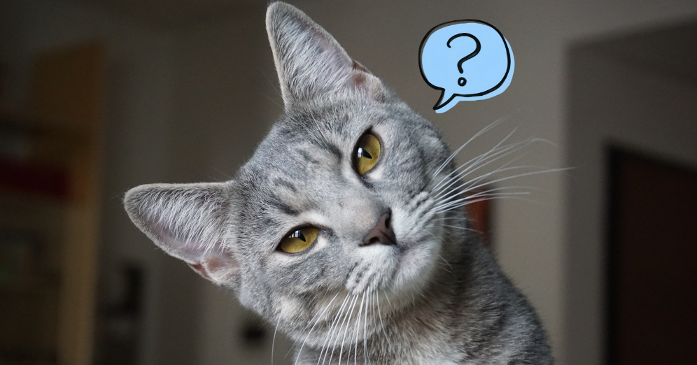 Signs Your Cat May Need Extra Nutritional Support