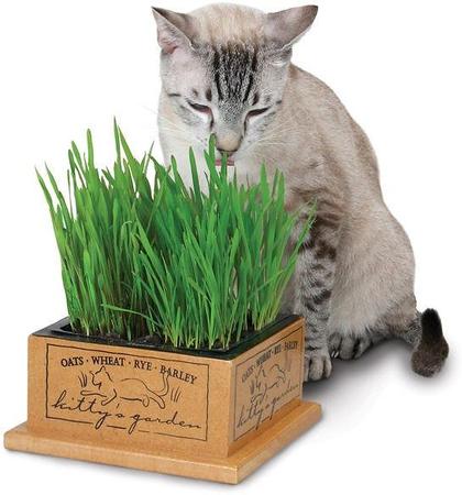 Smart Cat Kitty Garden