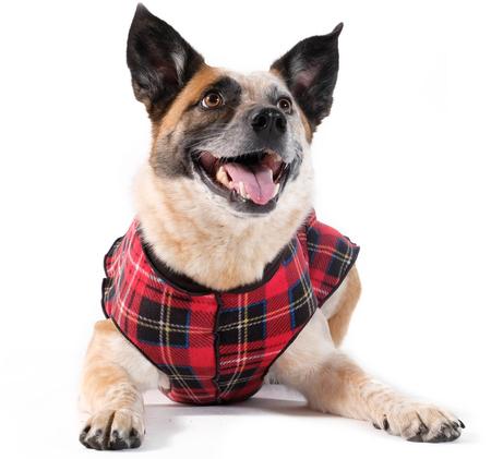 Gold Paw Duluth Double Fleece - Red Tartan and Black