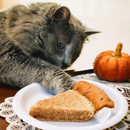 Thanksgiving Dinner & Pie for Cats