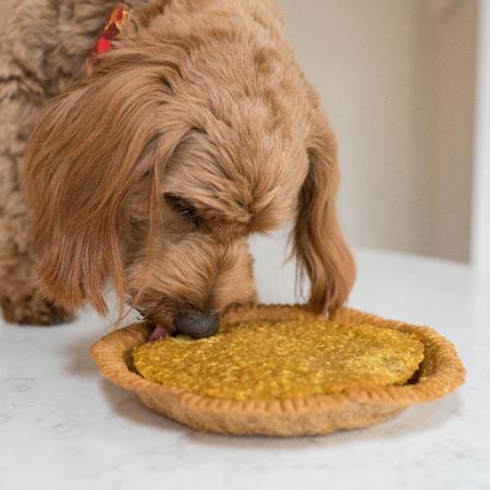 Thanksgiving Whole Pumpkin Pie for Dogs & Cats